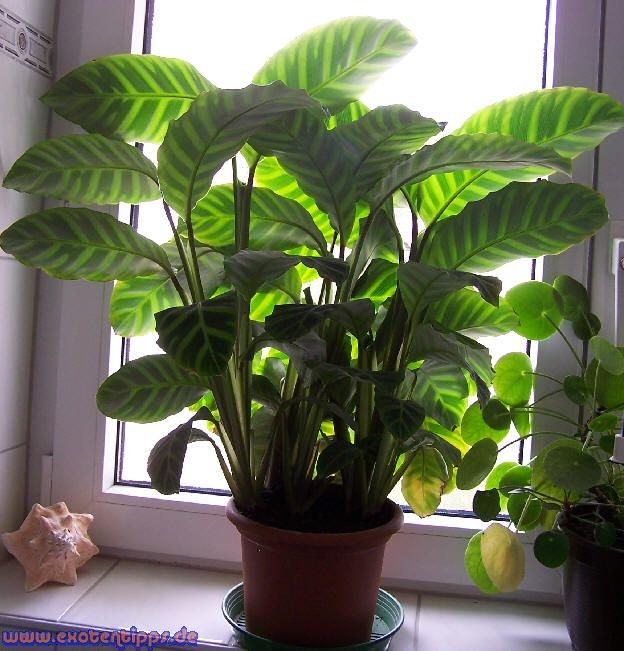 Calathea Zebrina